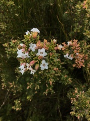 Epacris paludosa
