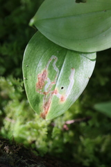 Liriomyza smilacinae