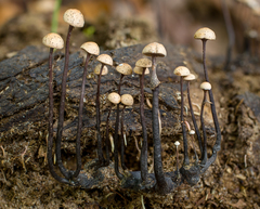 Poronia pileiformis