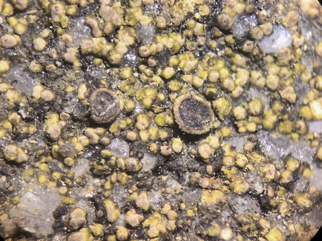 Rinodina tephraspis