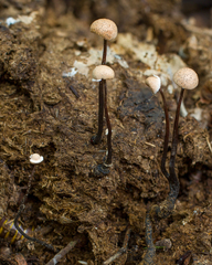 Poronia pileiformis