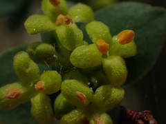 Pimelea pauciflora