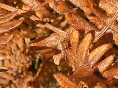 Stictocephala basalis