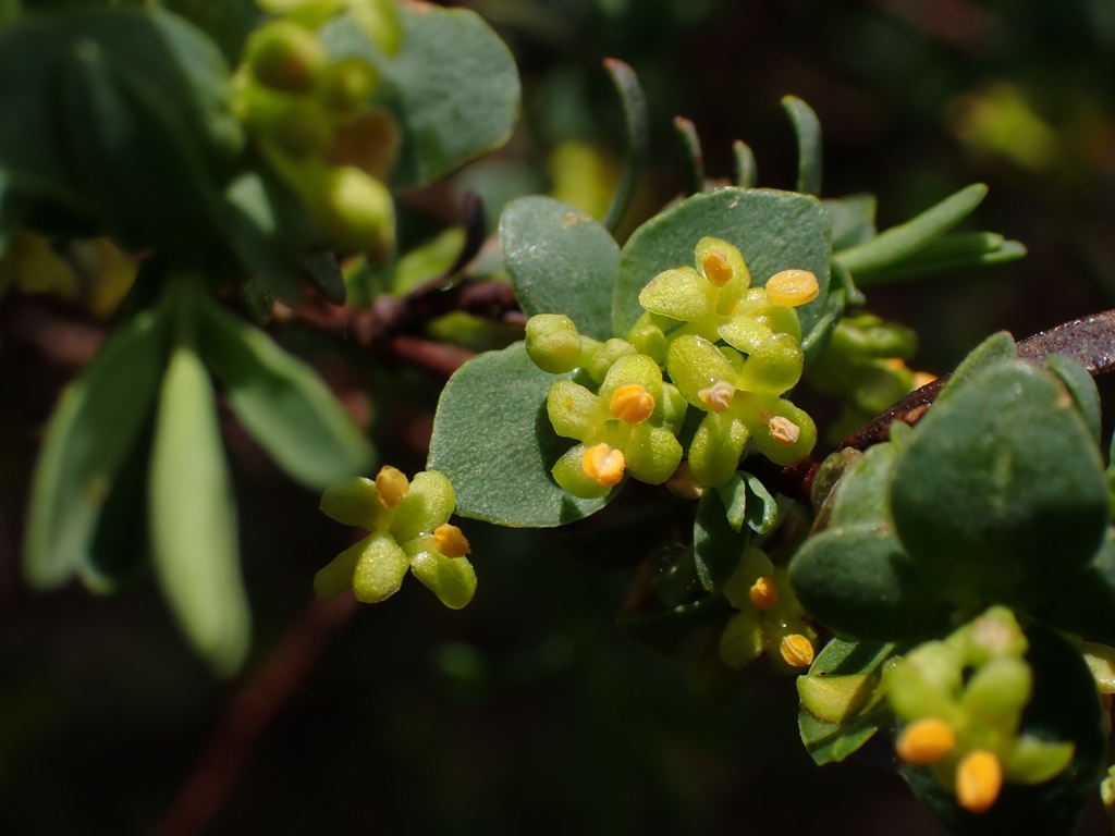 Pimelea pauciflora