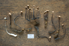Poronia pileiformis