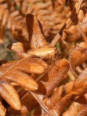 Stictocephala basalis