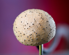 Poronia pileiformis