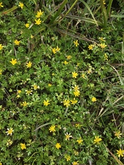 Ranunculus collinus