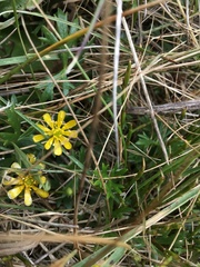 Ranunculus collinus