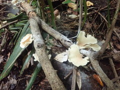 Pleurotus parsonsiae