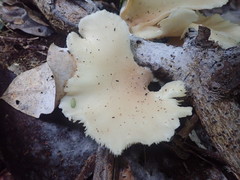 Pleurotus parsonsiae