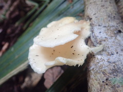 Pleurotus parsonsiae