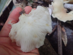 Pleurotus parsonsiae