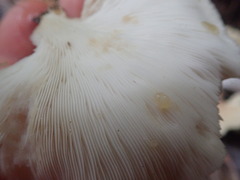 Pleurotus parsonsiae