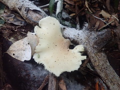 Pleurotus parsonsiae
