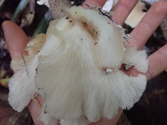 Pleurotus parsonsiae