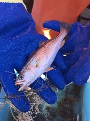 Cynoscion regalis