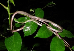 Leptophis ahaetulla