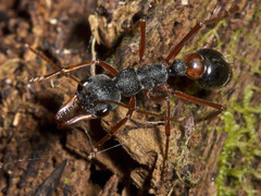 Myrmecia esuriens