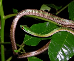 Leptophis ahaetulla