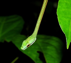 Leptophis ahaetulla