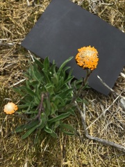 Craspedia aurantia jamesii