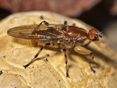 Tapeigaster annulipes