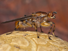 Tapeigaster annulipes