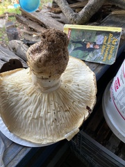 Tricholoma matsutake