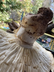 Tricholoma matsutake