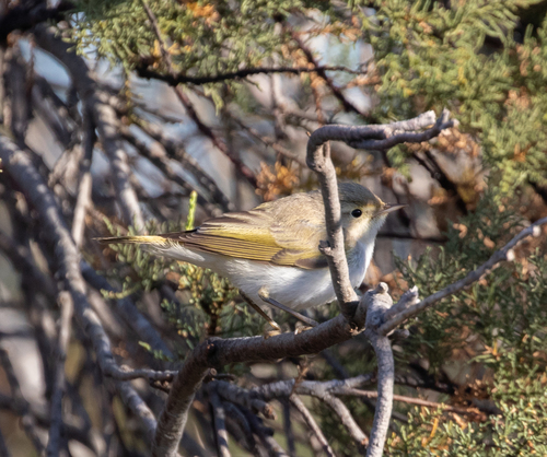Mosquitero papialbo (Phylloscopus bonelli)