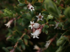 Acrothamnus hookeri