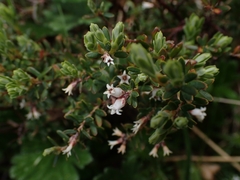Acrothamnus hookeri