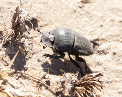 Scarabaeus cicatricosus