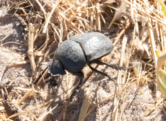 Scarabaeus cicatricosus