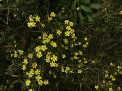 Asterolasia trymalioides