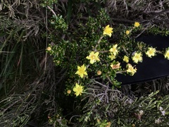 Asterolasia trymalioides