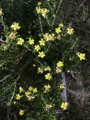 Asterolasia trymalioides