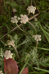Lomatium orientale