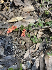 Podolobium procumbens