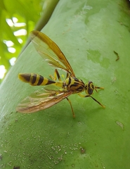 Toxotrypana curvicauda