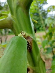 Toxotrypana curvicauda