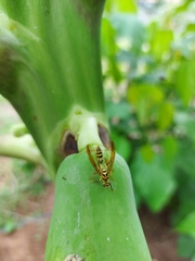 Toxotrypana curvicauda