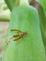 Toxotrypana curvicauda