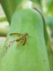 Toxotrypana curvicauda