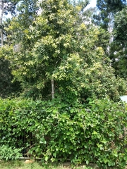 Agathis atropurpurea