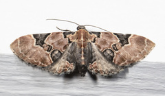 Eupithecia stellata