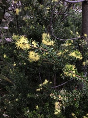 Leionema phylicifolium