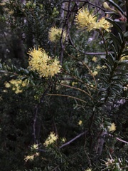 Leionema phylicifolium