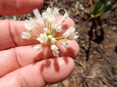 Allium fraseri